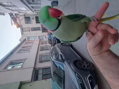Erkek Alexander Elde Konuşur Kahkaha Atar