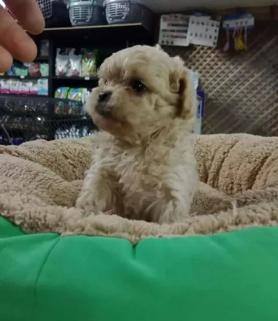 Dişi Ve Erkek Maltipoo Yavrularımız