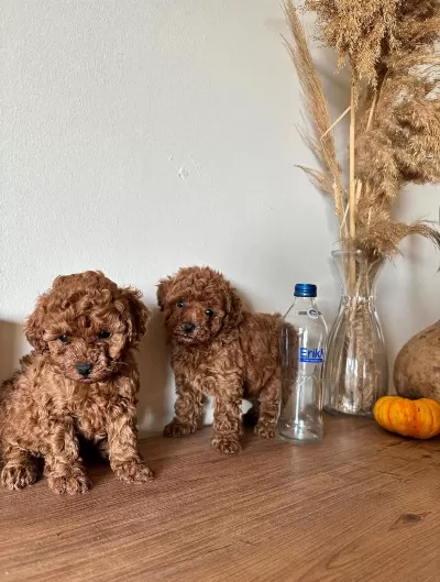 Evde Doğdular Aileden Uyguna Sahiplendirilecek Poodle
