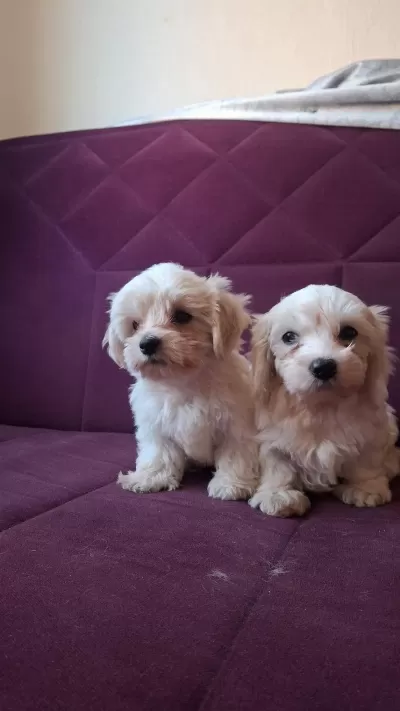 Kore Maltese Bebekler
