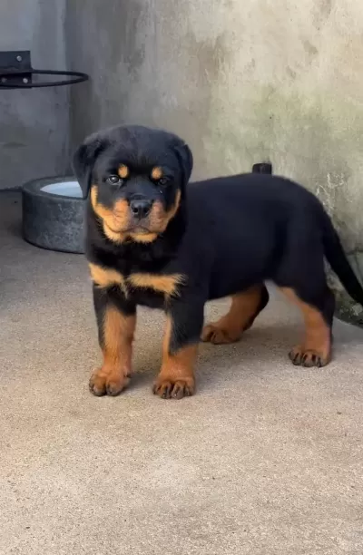 İzin Belgeli Üretim Çiftliğinden Rottweiler Kapıda Öde