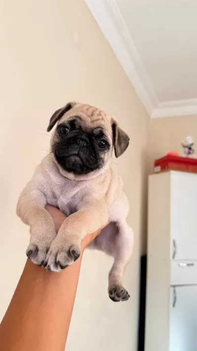 2 Aylık Yavru Pug Orijinal Erkek