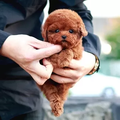 Sağlıklı Toy Poodle Yavrular