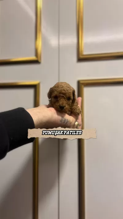 Sevimli İrk Toy Poodle