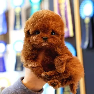 Toy Poodle Yavrularim