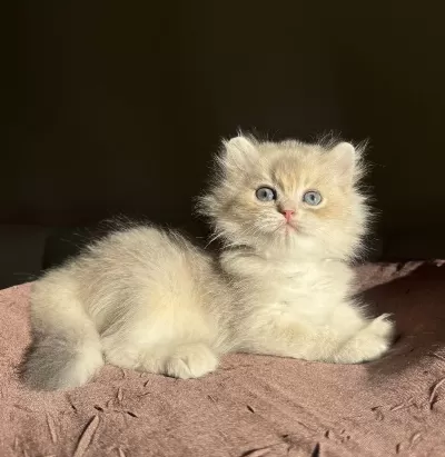Nadir Renk Blue Golden Ay11 British Longhair