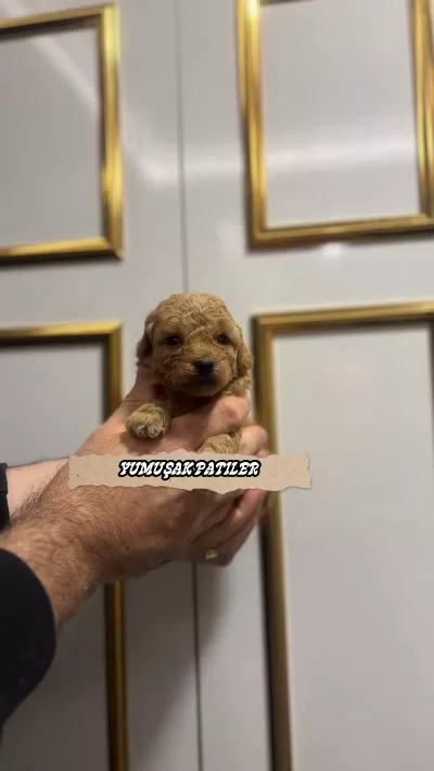 Sağlıklı Red Toy Poodle