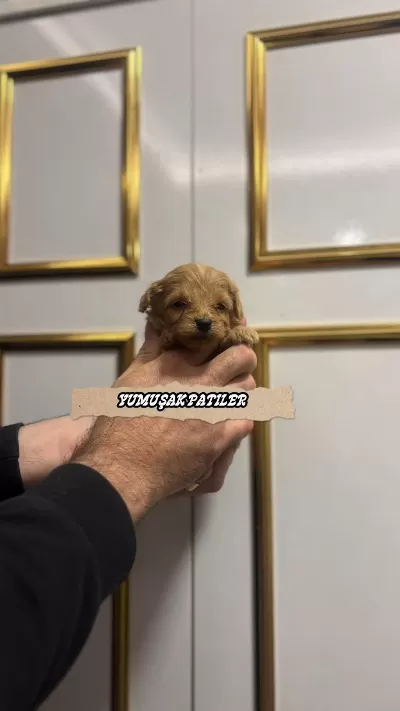Toy Poodle Dişi Erkek