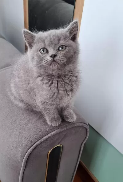 Kucuk Kuzucuk Kedimiz