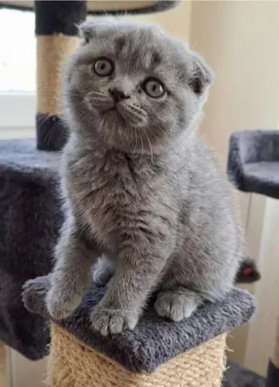Küçük Scottish Fold Minnaklarım