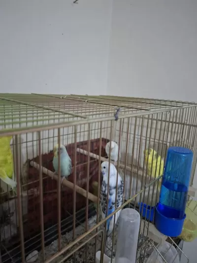 Muhabbet Kuşları Ese Hazır Kızgın Dişiler Mevcuttur