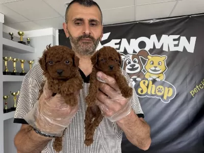 Maltipoo Yavrular Toy Poodle Yavrular Wc Eğitimli Ankara