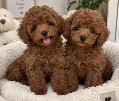 Türkiye Geneli 81 İle Gönderim Toy Poodle