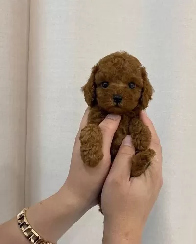 Orjinal Toy Poodle Yavrularımız