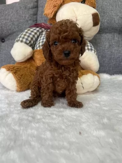 Toy Poodle İrk Garantili Yavrular