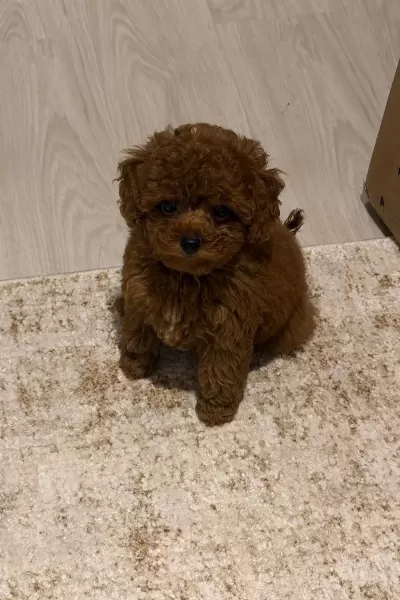 Güzelliğin Tanimi Toy Poodle Yavru