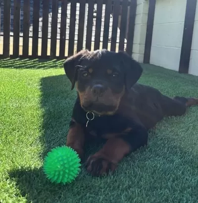 Evinizin Yeni Üyesi Rottweiler Kapıda Ödeme Vardır