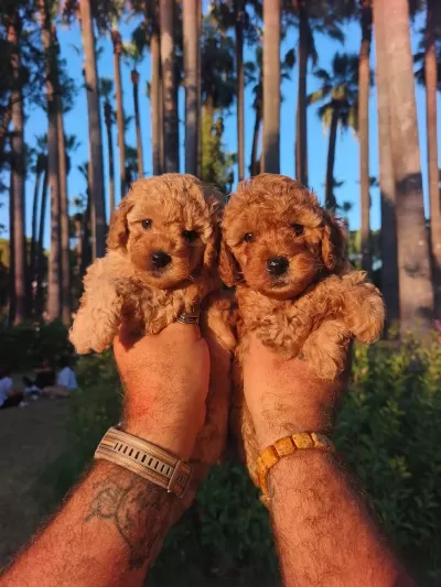 Harika Toy Poodle Bebekler