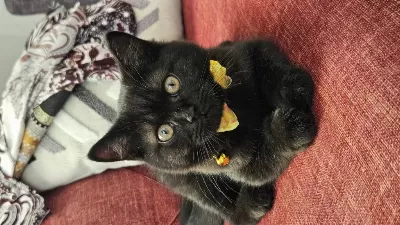 Karabük British Shorthair
