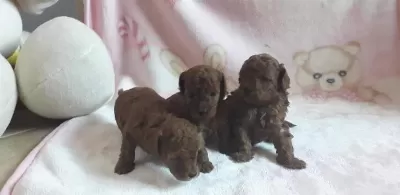 Ruhsatli Köpek Çiftliğinden Toy Poodle Yavrularimiz