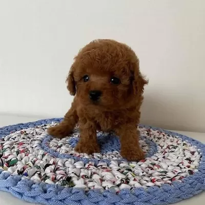 Toy Poodle Kore Kan Yavrularımız Red Brown