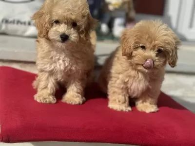 Petmode Köpek Çiftliğinden Maltipoo Yavrular