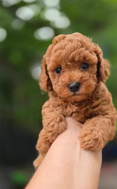 Toypoodle Yavrularimiz