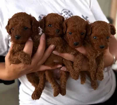 Aşili Pasaportlu Mikroçipli Toypoodle Yavrularimiz