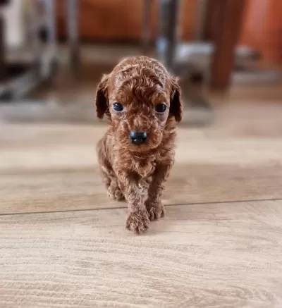 Ruhsatli Köpek Çiftliğinden Toypoodle Yavrularimiz