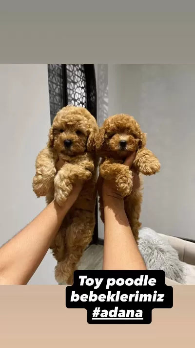 Sağlıklı Toy Poodle Yavrular