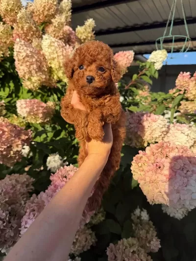 Harika Toy Poodle Köpekler