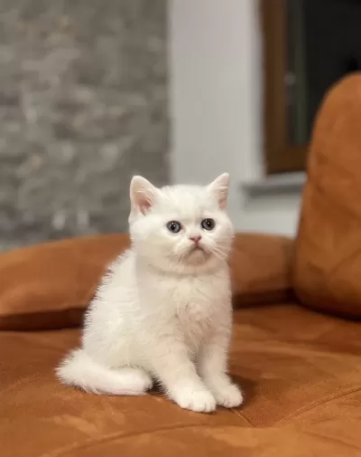 British Shorthair Beyaz Yavrularim