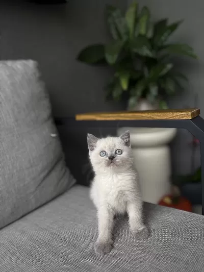 British Shorthair Blue Point Yavrularim