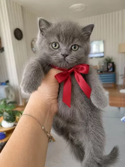 British Shorthair Gri Yavrularim