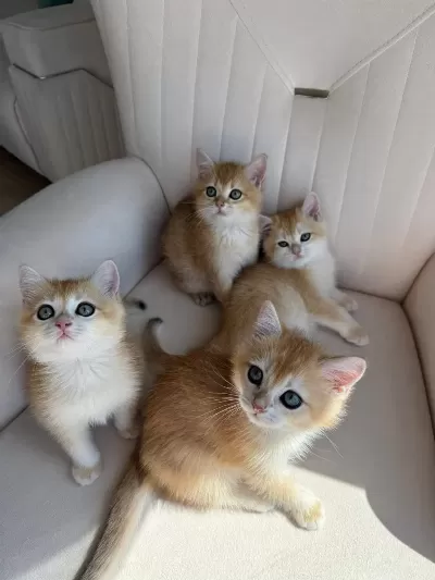 Yasal Ruhsatlı Çifttlikden Golden British Shorthair
