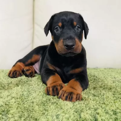 Üst Kalite Doberman Yavrulari