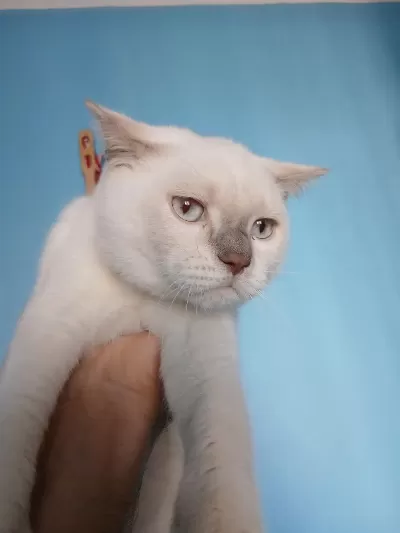 British Shorthair Blue Point