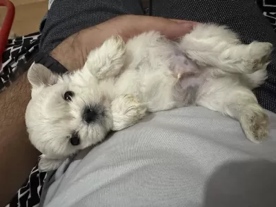 Sıfır Burun Sıfır Bacak 3 Nokta Köpeğimiz