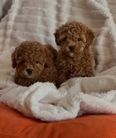 Sevimli Toy Poodle Yavrular | Mikroçip & Pasaport