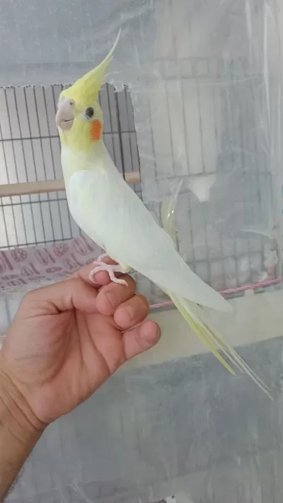 Yavru Evcil Sultan Papağanı