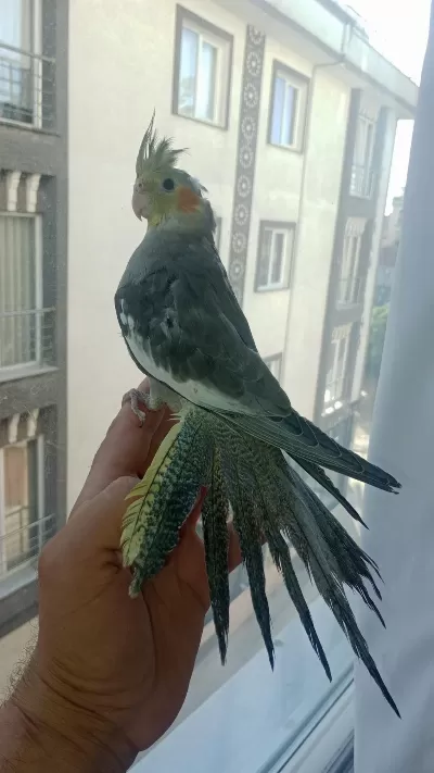 Ev Üretimi Sultan Papağanı