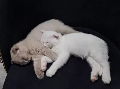 Scottish Fold Ve British Shorthair Yavru Beyaz Ve Lilac