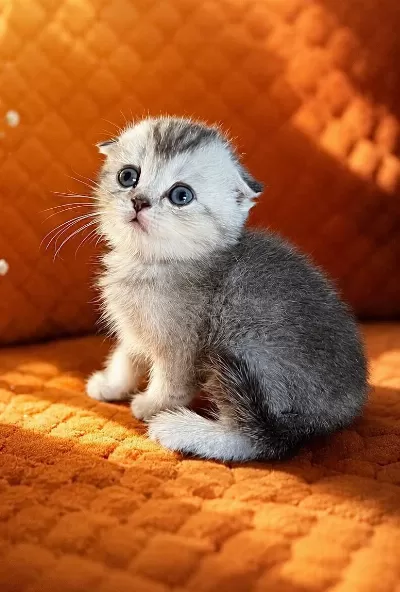 İstanbul Scottish Fold Yavrular