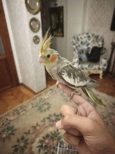 3 Aylık Sultan Papaganı Erkek