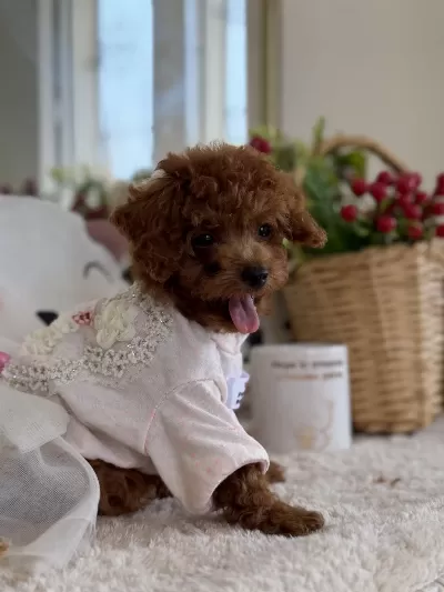Harika Kore Poodle