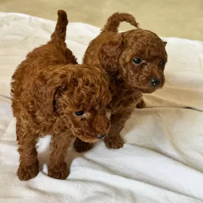 Toy Poodle Kore Kan Yavrular Kg Garantili