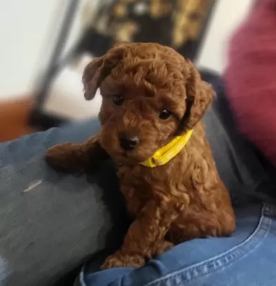 Aşili Mikro Çipli Toy Poodle Minikler