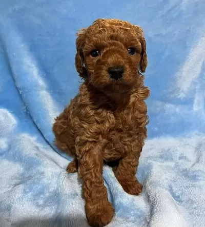 Harika Toy Poodle Minikler