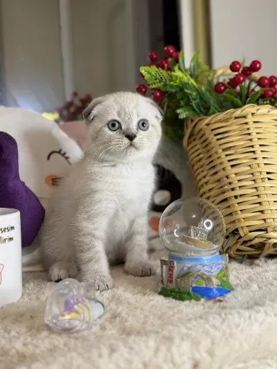 Safkan Scottish Fold Bebekler