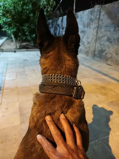 Malinois Belçika Kurdu